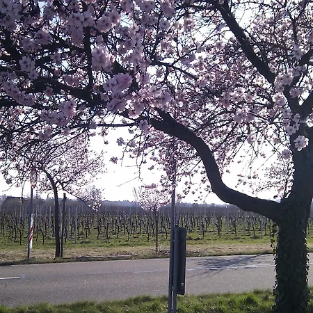 Guest house Gaestezimmer / Weingut Peter Wachenheim an der Weinstrasse