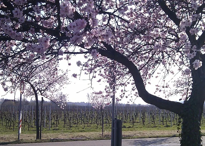 Gasthuis Gaestezimmer / Weingut Peter Wachenheim an der Weinstraße